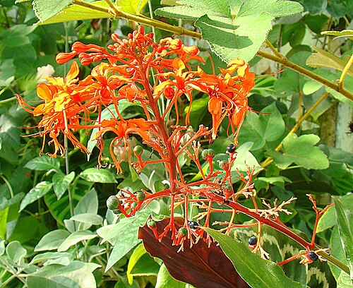 Javanese glorybower: Clerodendrum speciosissimum