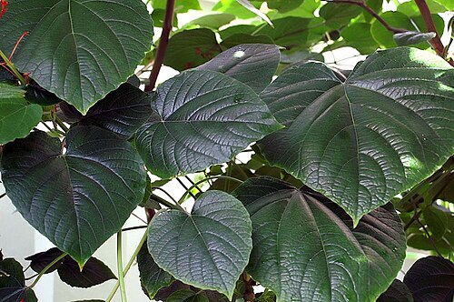 Javanese glorybower: Location taken: United States Botanic Garden. Names: Clerodendrum speciosissimum Drapiez, Clerodendron, Flaming Glory Bower, Giant Salvia, Java Glorybower, Java