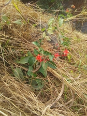 Clerodendrum splendens (Clerodendrum splendens)