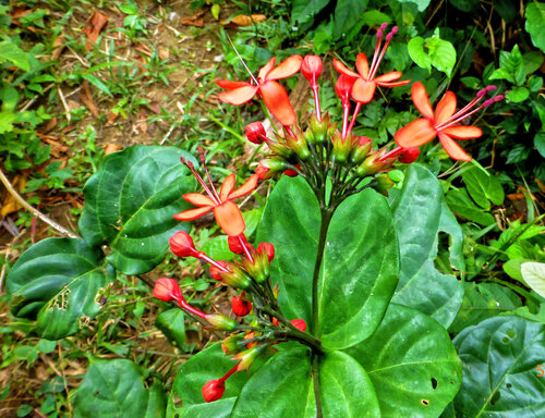 Clerodendrum splendens (Clerodendrum splendens)