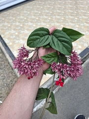 Clerodendrum splendens (Clerodendrum splendens)