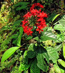 Clerodendrum splendens (Clerodendrum splendens)