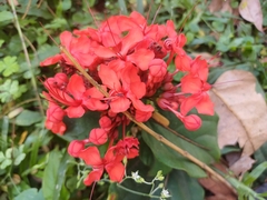 Clerodendrum splendens (Clerodendrum splendens)