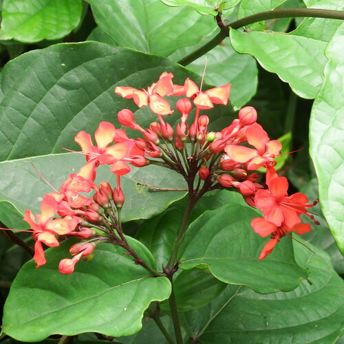 Clerodendrum splendens (Clerodendrum splendens)
