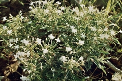 Dwarf cat's whiskers (Clerodendrum ternatum)