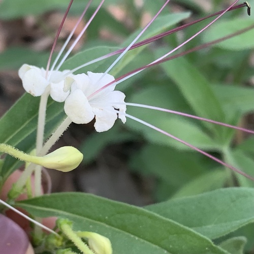Dwarf cat's whiskers (Clerodendrum ternatum)