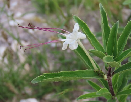 Dwarf cat's whiskers (Clerodendrum ternatum)