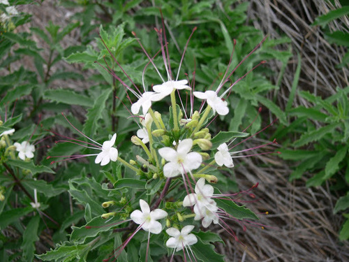 Dwarf cat's whiskers (Clerodendrum ternatum)