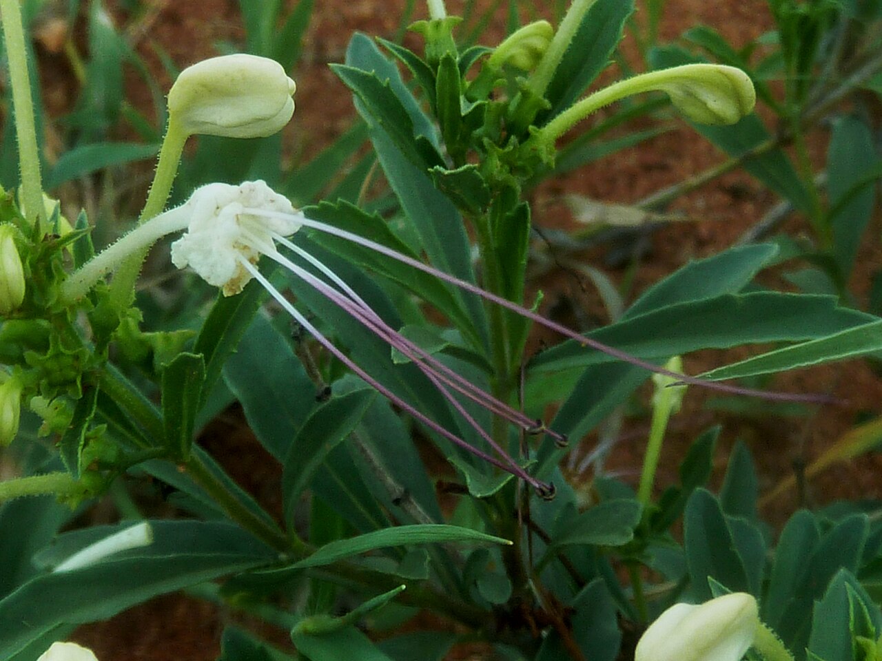 Dwarf cat's whiskers: Flowers of Dwarf cat's whiskers in Borakalalo Game Reserve, North West, South Africa