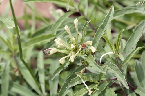 Dwarf cat's whiskers (Clerodendrum ternatum)