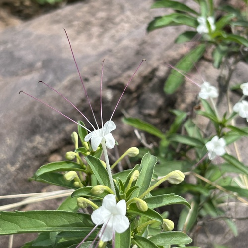 Dwarf cat's whiskers (Clerodendrum ternatum)