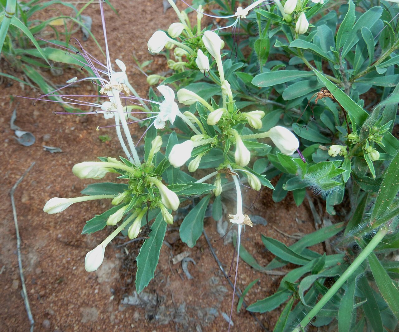 Dwarf cat's whiskers: Flowers of Dwarf cat's whiskers in Borakalalo Game Reserve, North West, South Africa
