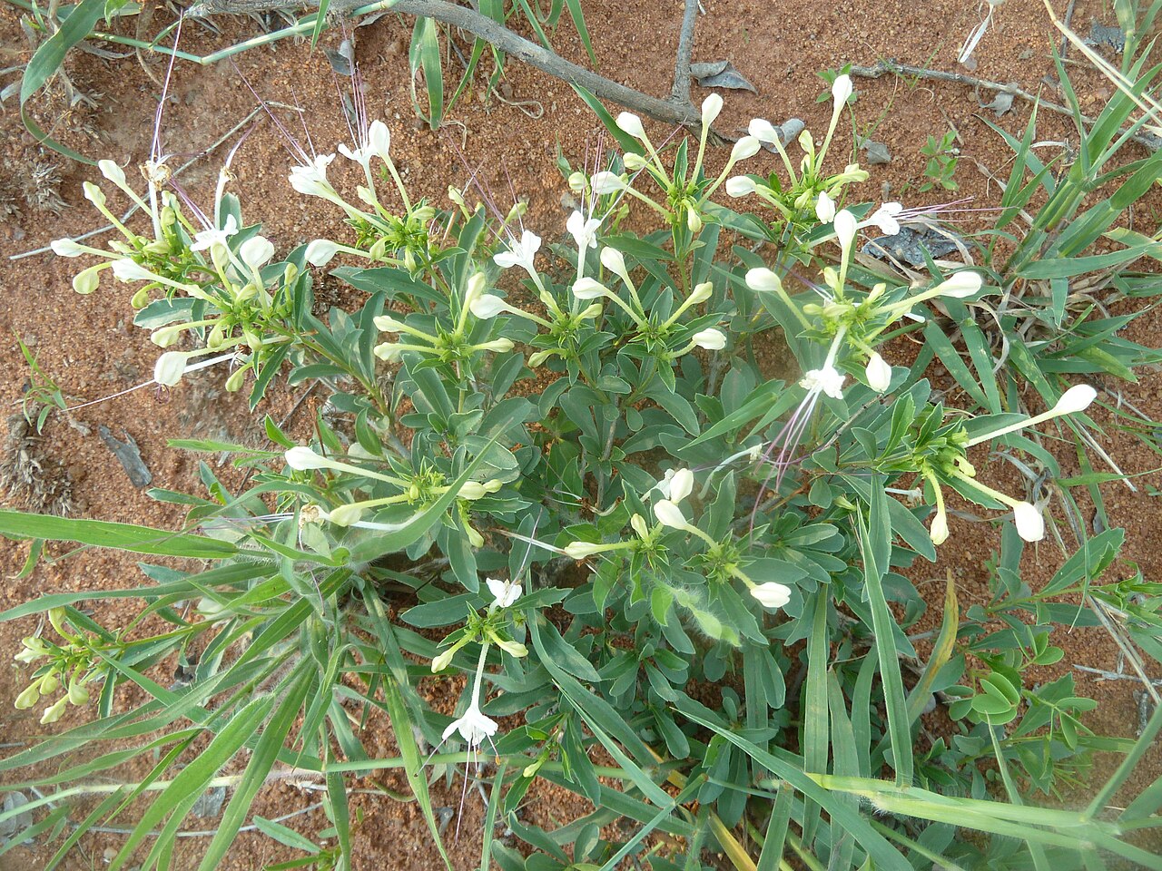 Dwarf cat's whiskers: Habit of Dwarf cat's whiskers in Borakalalo Game Reserve, North West, South Africa