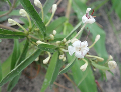 Dwarf cat's whiskers (Clerodendrum ternatum)