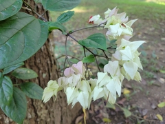 Bagflower (Clerodendrum thomsoniae)