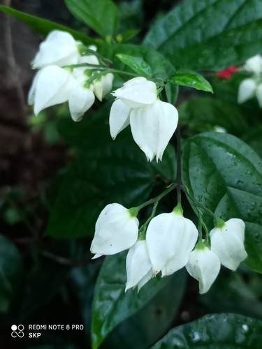 Bagflower (Clerodendrum thomsoniae)