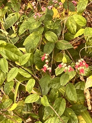 Bagflower (Clerodendrum thomsoniae)