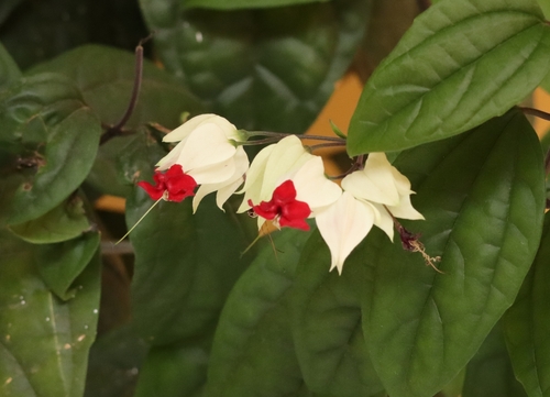 Bagflower (Clerodendrum thomsoniae)