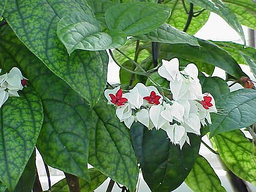 Bagflower: Species : Clerodendrum thomsoniae Family : Image No. 2