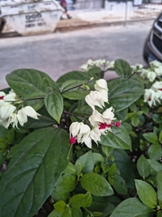 Bagflower (Clerodendrum thomsoniae)