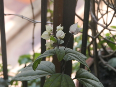 Bagflower (Clerodendrum thomsoniae)