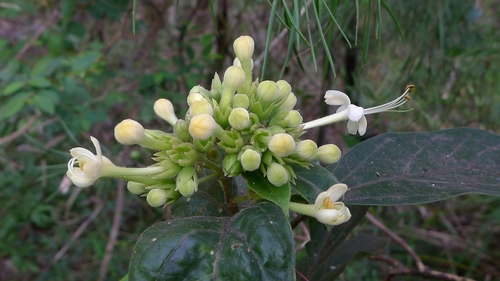 Downy chance (Clerodendrum tomentosum)