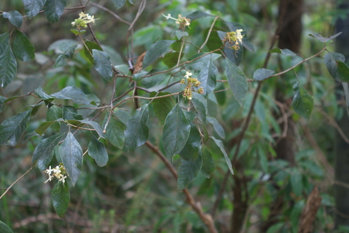 Downy chance (Clerodendrum tomentosum)