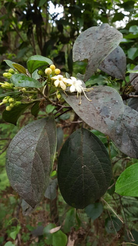 Downy chance (Clerodendrum tomentosum)
