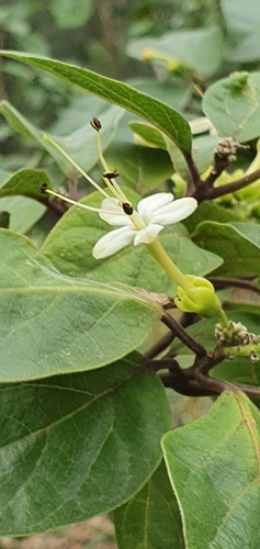 Downy chance (Clerodendrum tomentosum)