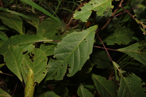Downy chance (Clerodendrum tomentosum)