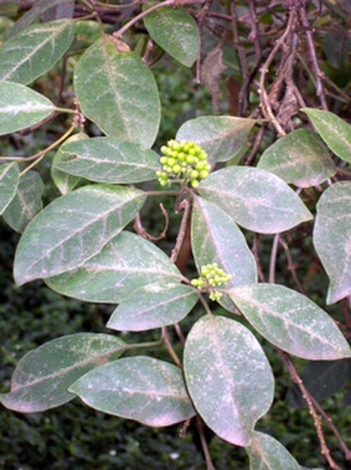 Downy chance: Clerodendrum tomentosum at Denistone, NSW, Australia
