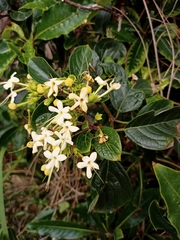 Downy chance (Clerodendrum tomentosum)
