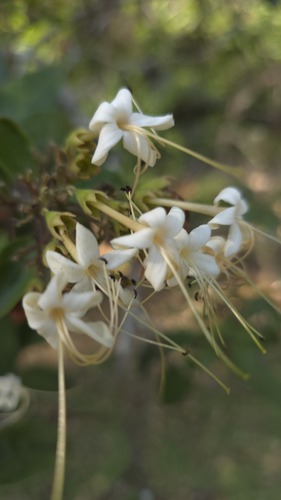 Downy chance (Clerodendrum tomentosum)