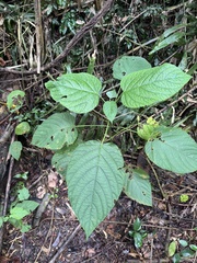 Clerodendrum tracyanum (Clerodendrum tracyanum)