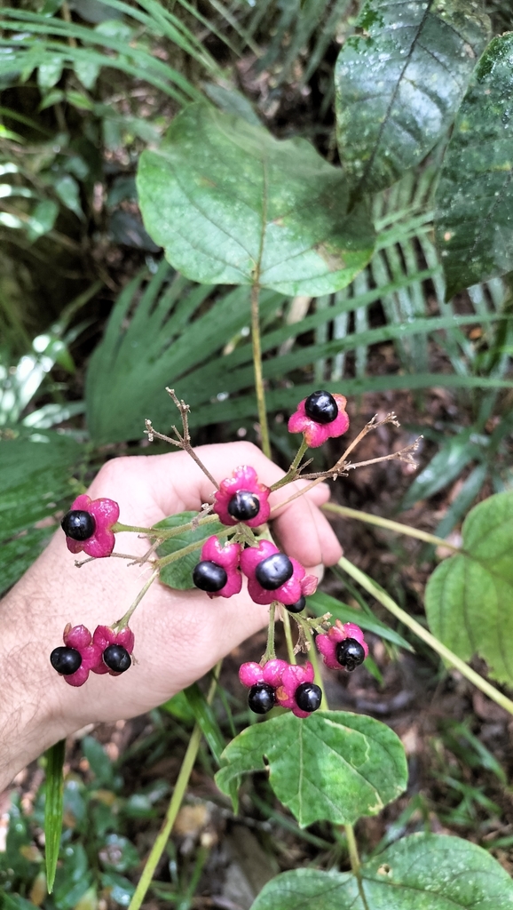 Clerodendrum tracyanum (Clerodendrum tracyanum)