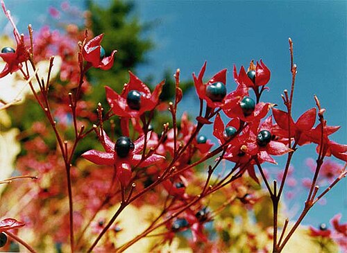 Harlequin glorybower (Clerodendrum trichotomum)