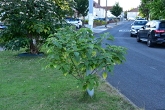 Harlequin glorybower (Clerodendrum trichotomum)