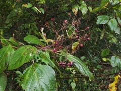 Harlequin glorybower (Clerodendrum trichotomum)