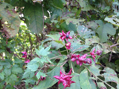 Harlequin glorybower (Clerodendrum trichotomum)