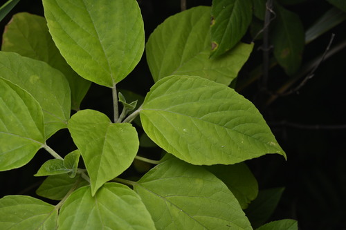 Harlequin glorybower (Clerodendrum trichotomum)