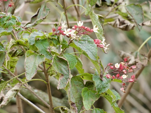 Harlequin glorybower (Clerodendrum trichotomum)