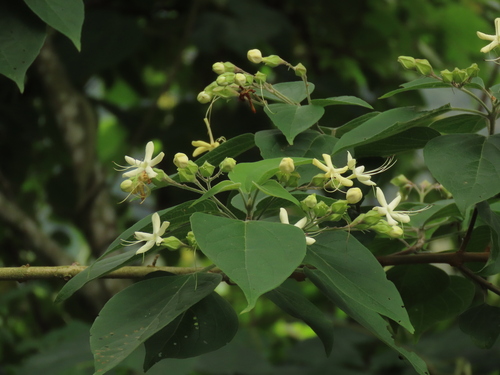 Harlequin glorybower (Clerodendrum trichotomum)