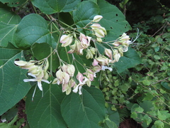 Harlequin glorybower (Clerodendrum trichotomum)