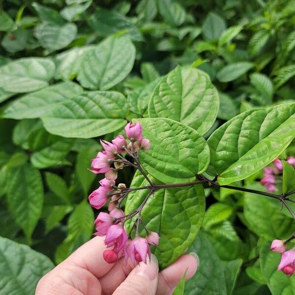 Umbel clerodendrum (Clerodendrum umbellatum)