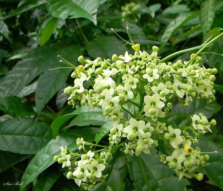 Umbel clerodendrum: Inflorescence and leaves of Clerodendrum umbellatum Poir. - Cultivated in Harare Botanical Garden, Zimbabwe