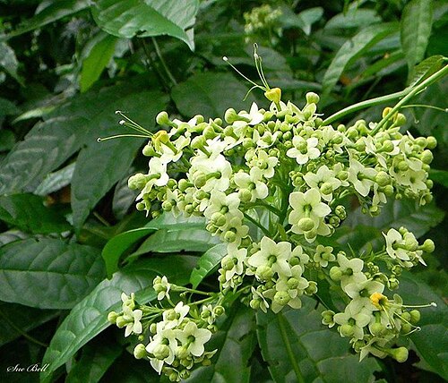Umbel clerodendrum: Inflorescence and leaves of Clerodendrum umbellatum Poir. - Cultivated in Harare Botanical Garden, Zimbabwe