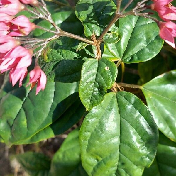 Umbel clerodendrum (Clerodendrum umbellatum)