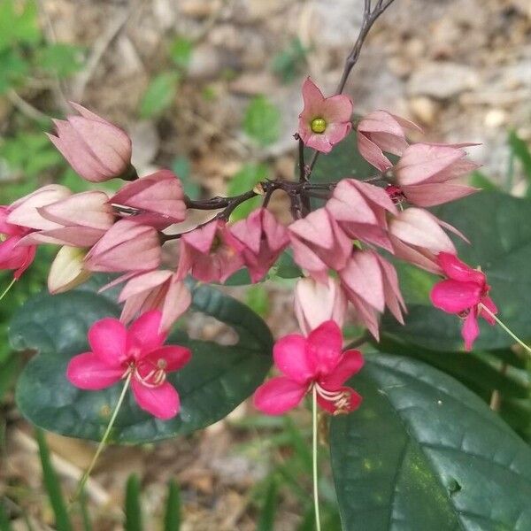 Umbel clerodendrum (Clerodendrum umbellatum)