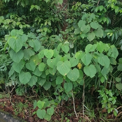 Clerodendrum villosum (Clerodendrum villosum)