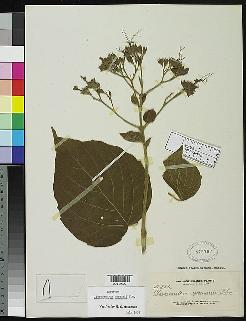 Clerodendrum villosum: Clerodendrum villosum (C curranii, IT) US119327
